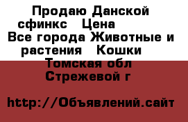  Продаю Данской сфинкс › Цена ­ 2 000 - Все города Животные и растения » Кошки   . Томская обл.,Стрежевой г.